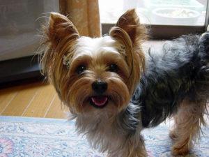 Excessive barking problem of yorkie
