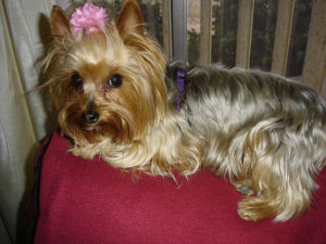 How to groom Yorkie at home