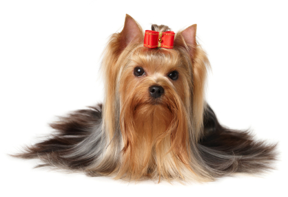 Top 10 Reasons for Owning a Yorkie