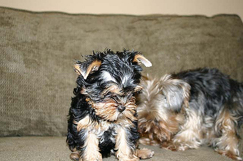 Tips to House Tame a Yorkie Dog or Puppy