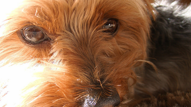 What are Most Common Eye Infections Faced by Yorkshire Terrier
