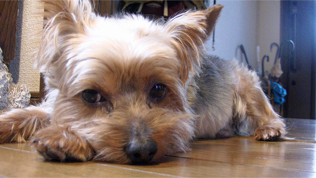 All you Need to Know about Yorkie Shedding
