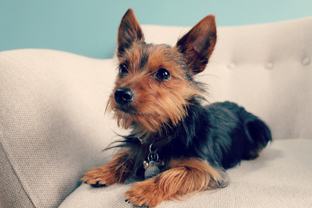 Which is More Suitable for Yorkies – Harness or Collar?