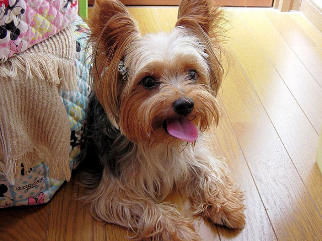 Are Bananas Good for Yorkshire Terrier?