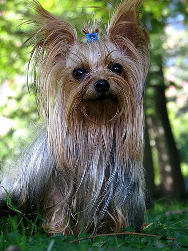 Reasons and Cure of Yorkshire Terrier Skin Problems