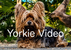 Yorkie Video Master