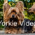 Yorkshire Terrier Puppy Playing with Ball